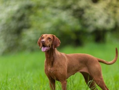 波利犬的智商之谜（探究宠物犬种的智商排名，揭秘波利犬聪明的秘密）