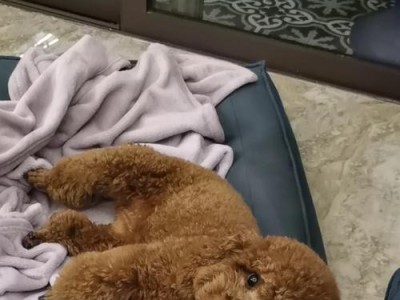 让你的泰迪毛发长出美丽的光芒（打造迷人毛发的关键诀窍）