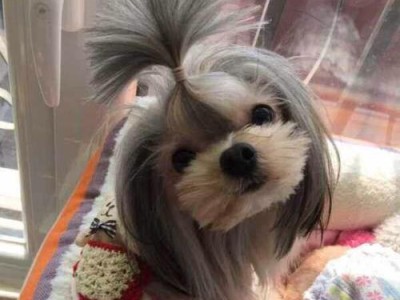 如何清理以西施犬狗狗眼里的毛毛（宠物爱护必修，学会清理毛毛）