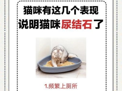 小奶猫床上尿的解决方法（挑战）