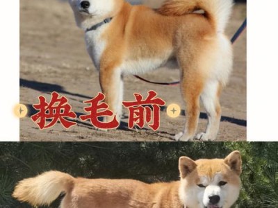 动物换毛周期及其影响（了解动物换毛周期，守护宠物健康美丽）