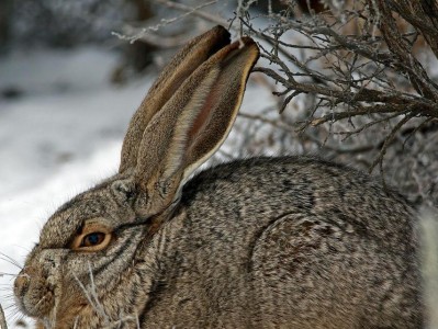 如何养护白尾长耳大野兔（以宠物为主，从饲养到饮食全面介绍）