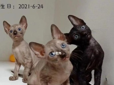 如何养护你的柯尼斯卷毛猫（以爱心为纽带，打造快乐的宠物生活）