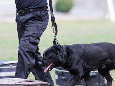 警犬退役的时机选择（让我们一起了解警犬退役的合适时机吧！）