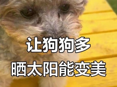 冬天狗狗晒太阳的最佳时间和时长（保护狗狗健康，合理晒太阳）