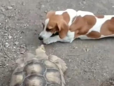 训练狗狗学会走路的窍门（轻松教会狗狗行走的技巧与方法）