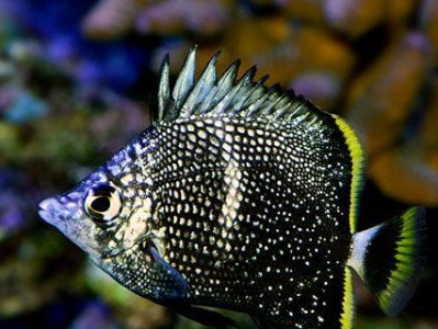 镰蝴蝶鱼饲养指南（打造理想宠物水族馆，从饲养镰蝴蝶鱼开始）