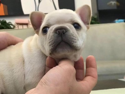 法斗十个半月吃什么狗粮好？（为你的法斗宝宝选择合适的狗粮是很重要的）