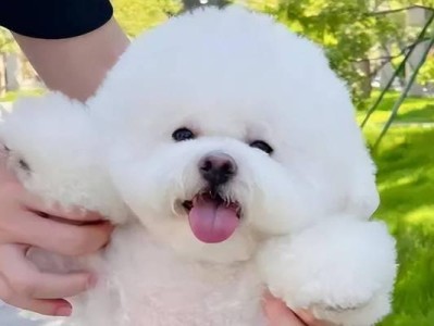 比熊的性格特点（拥有温和、活泼、忠诚等特质的比熊）