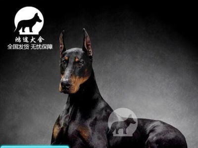 如何鉴定纯种杜宾犬？（了解杜宾犬的性格特点及鉴定方法）