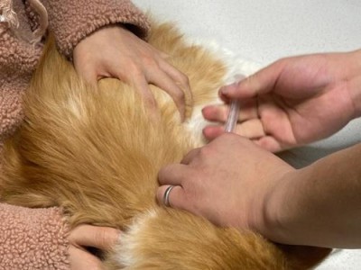 小猫什么时候可以打疫苗？（宠物疫苗接种时间表及相关知识）