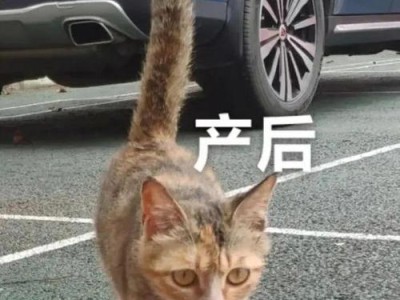 猫怀孕期间不吃食的原因（了解猫怀孕期间不进食的重要性及相关注意事项）