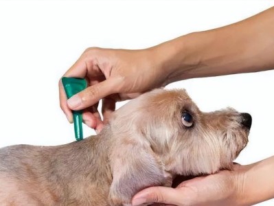母犬分娩后多久需要进行驱虫？（了解正确的驱虫时机，保障母犬和幼犬的健康）