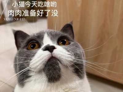 小猫不吃饭，主人该如何应对？（宠物食欲不振，急需解决！）