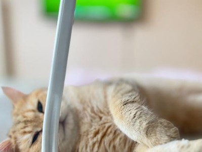 猫咪大嫌特定气味，破解原因与对策（揭秘猫咪讨厌的气味，帮你与宠物更和谐）
