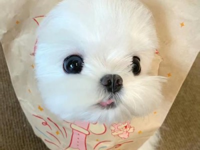 如何选择宠物狗（在哪里购买宠物狗？）