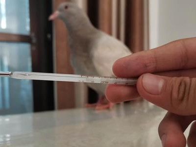 鸽子中毒（探索鸽子中毒的常见症状、毒因及有效预防方法）