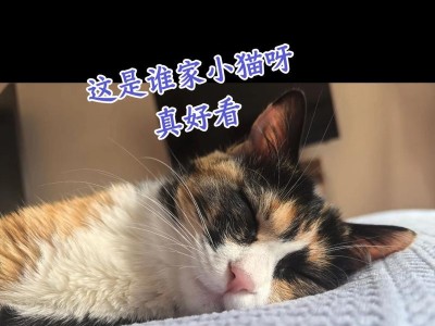 猫咪的睡眠需求有多长时间才是健康的？（揭秘猫咪的梦乡时光，让你了解它们的睡眠习惯）