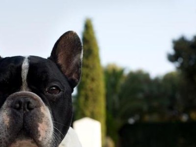 巴哥犬饮食的禁忌（了解如何正确喂养巴哥犬，让它们健康成长！）