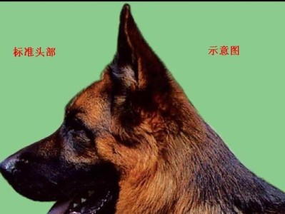 如何通过牙齿判断成犬德牧年龄？（牙齿是判断成犬德牧年龄的重要指标）