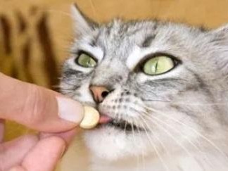 宠物健康保障——小猫打针驱虫全指南（小猫何时需要打针驱虫？如何正确给小猫打针驱虫？）