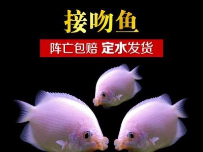 鱼之接吻（浪漫的鱼类）