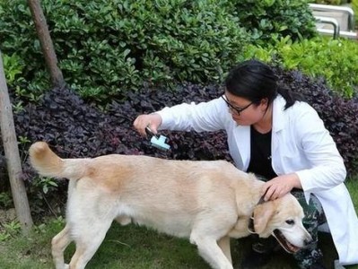 养拉布拉多犬，一个月需要花多少钱？（了解金毛铲屎官的经济负担）
