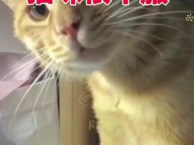 猫咪眼神涣散的原因和处理方法（揭开猫咪眼神涣散背后的秘密，如何帮助猫咪恢复活力）