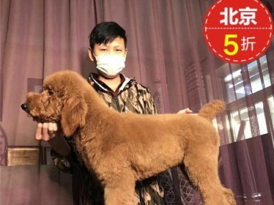 巨型贵宾犬价格是多少？（了解巨型贵宾犬价格的关键因素）