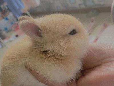 选择什么品种养宠物兔子？（了解兔子品种的特点和适应环境）