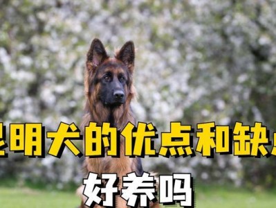 如何养护健康的昆明犬？（昆明犬饲养全攻略，让您做个优秀的“犬父母”）