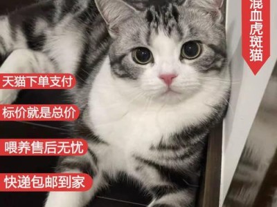如何选择温顺好养的猫咪？（以性格为主要标准，为你推荐适合家庭养殖的猫咪品种。）
