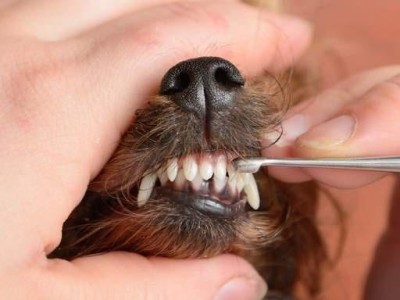 宠物黄疸的预防和治疗（当狗子牙龈或眼球变黄时，你需要注意什么？）
