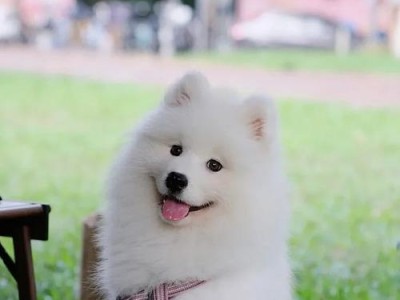 正确饲养萨摩耶的关键要点（铲屎官需做好以下几点，才能给萨摩耶提供良好的生活环境）