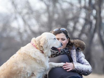 金毛犬的怀孕周期及繁殖特点（金毛犬每年一次的怀孕周期与繁殖特点解析）