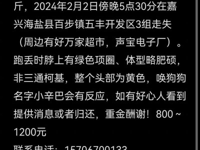捡了一只小黑狗的预兆（小黑狗的神秘力量与未来预示）