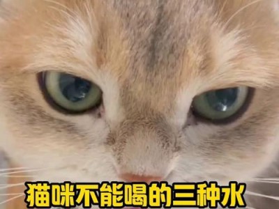 小猫喝水的频率及注意事项（小猫的饮水需求及调理方法）