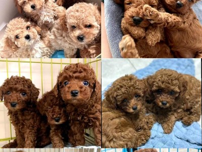 养泰迪犬必备用品攻略（打造一个舒适、健康的家）