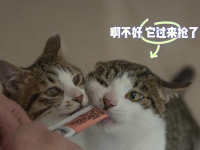 猫咪饮食的疑问（探索猫咪的饮食需求，帮助您为猫咪提供合适的食物）