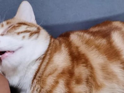 猫咪的喜欢温度是高温还是低温？（探寻猫咪对温度的偏好）