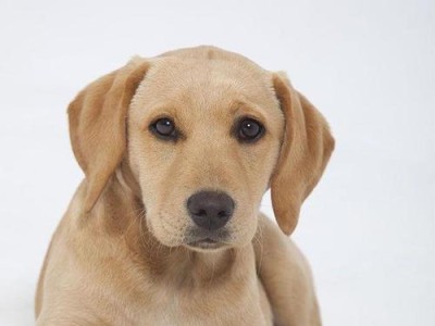 如何正确喂养拉布拉多幼犬（掌握拉布拉多幼犬的喂养常识，让它们健康成长）