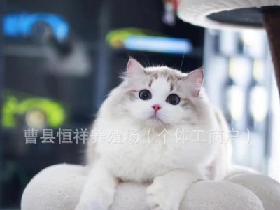 探究布偶猫的高昂价格（揭开布偶猫价格背后的秘密，了解其珍贵之处）