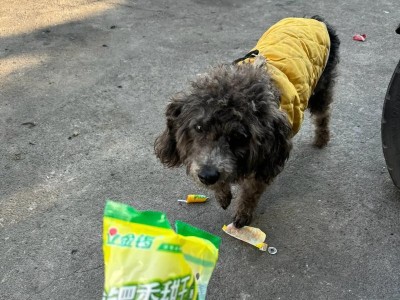两个月小狗能饿多久？（了解小狗饮食需求的关键。）