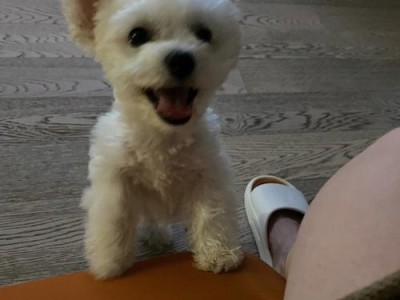 探究比熊幼崽吃了营养膏为何会呕吐（营养膏引发比熊幼崽呕吐的原因及解决办法）