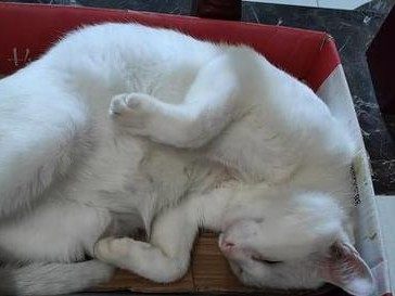 猫咪的正常体温及与人呆在一起的影响（了解猫咪的体温和与人亲密接触的效果）