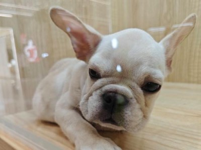 法斗训练的关键要素（掌握法斗训练的技巧与要领，打造优秀法斗）