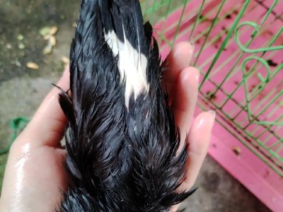 巴哥犬特点与正确饲养方法（解读巴哥犬特点，新手必看的饲养指南）
