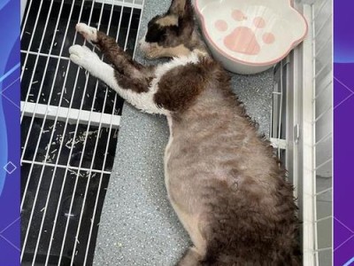 猫传腹潜伏期（揭开猫传腹潜伏期的神秘面纱，详解病毒在猫体内的悄悄蔓延）