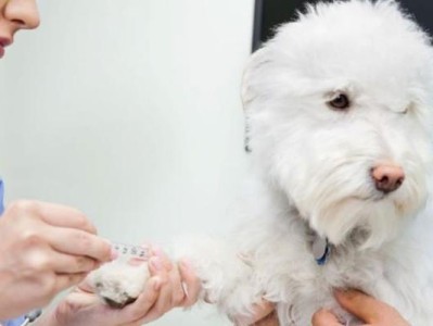 狗狗打了一针疫苗是否免疫细小？（探究狗狗接种疫苗对细小免疫的影响及注意事项）