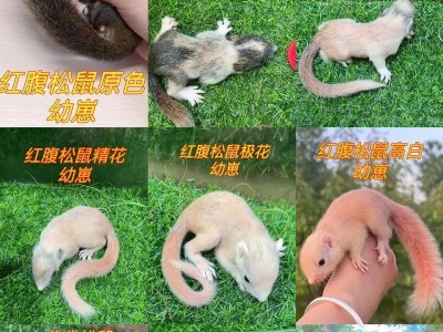 探寻松鼠界巨无霸（大头松鼠的个头为何如此庞大）